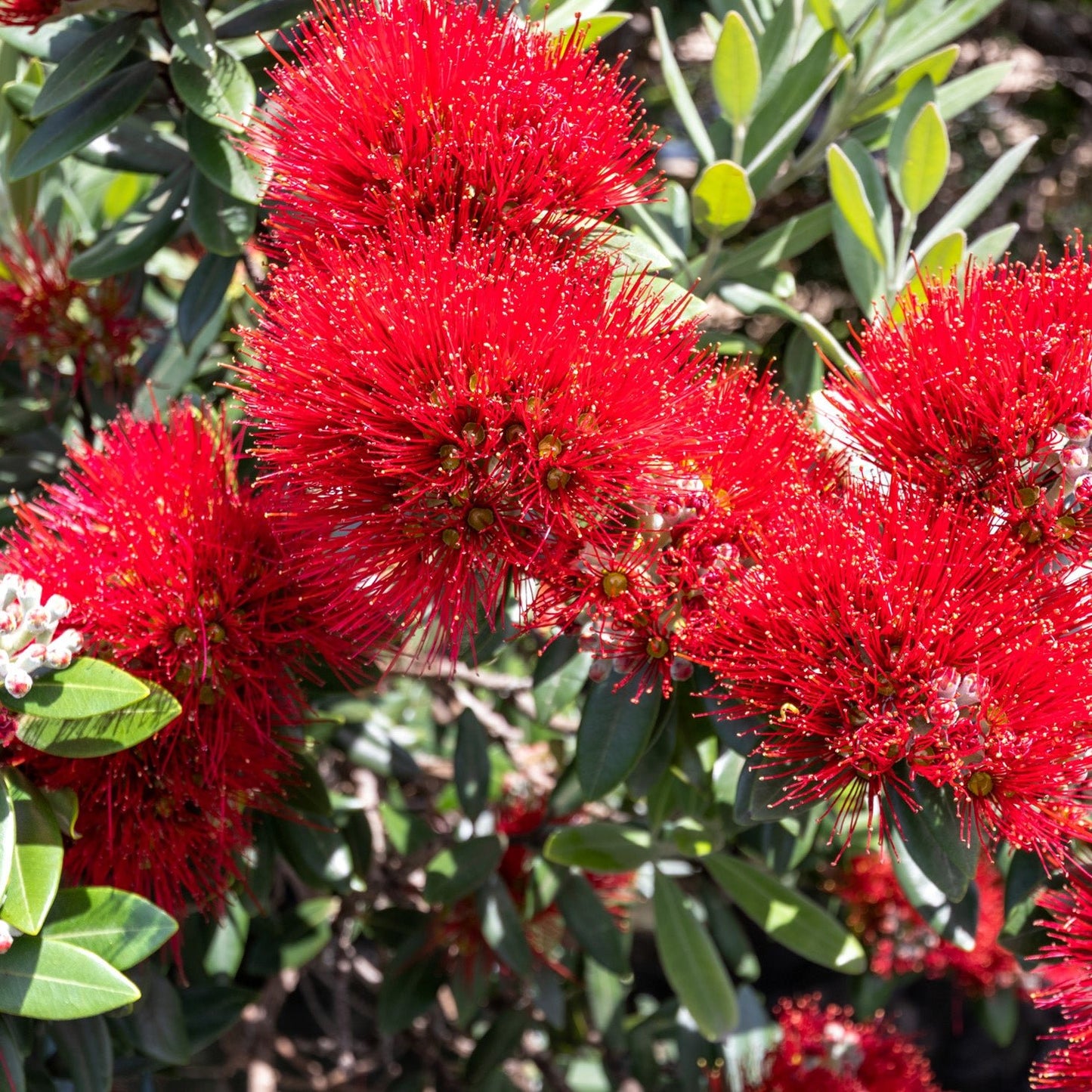 7 Pohutukawa Cushion Cover - PCK Photography