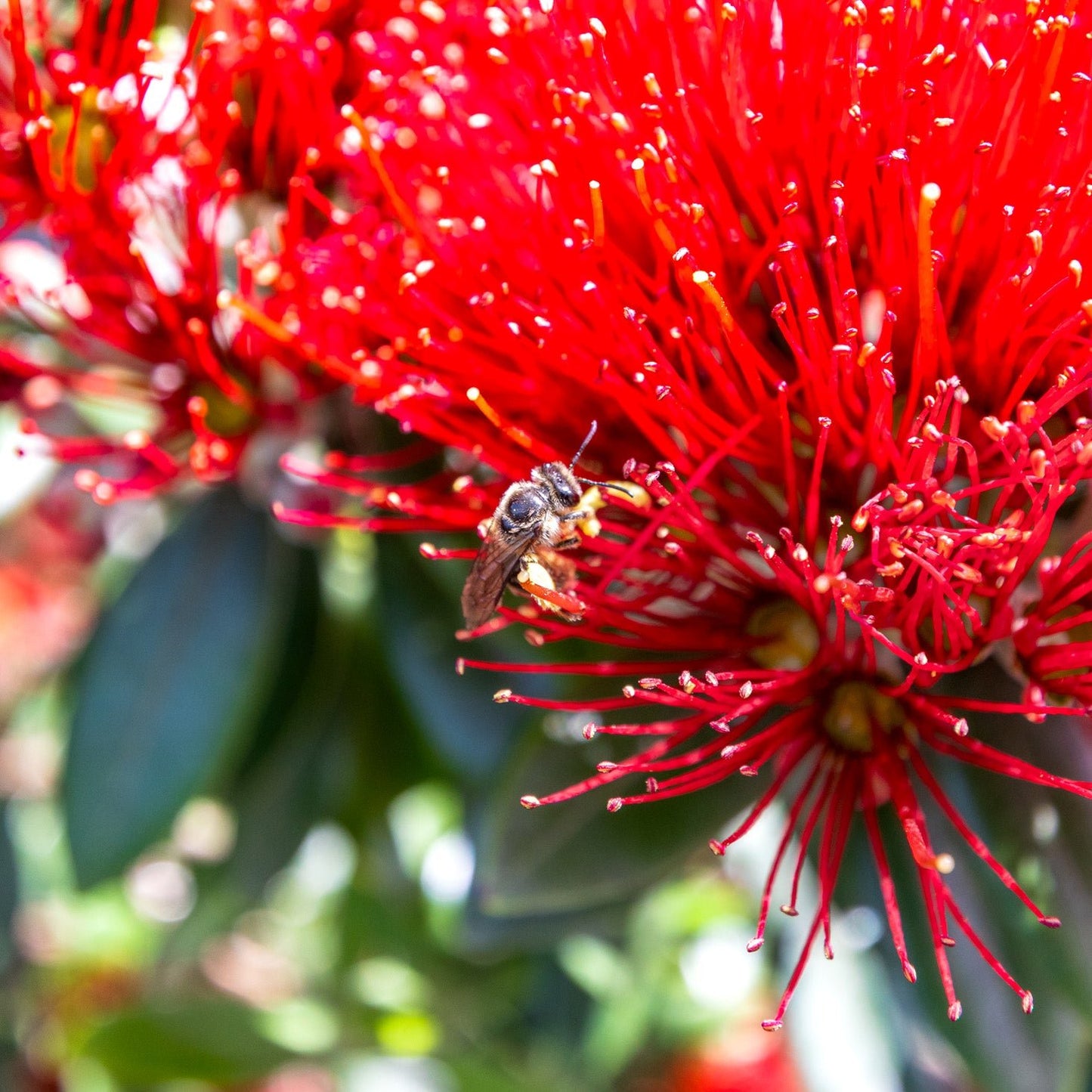 Big Bee Cushion Cover - PCK Photography