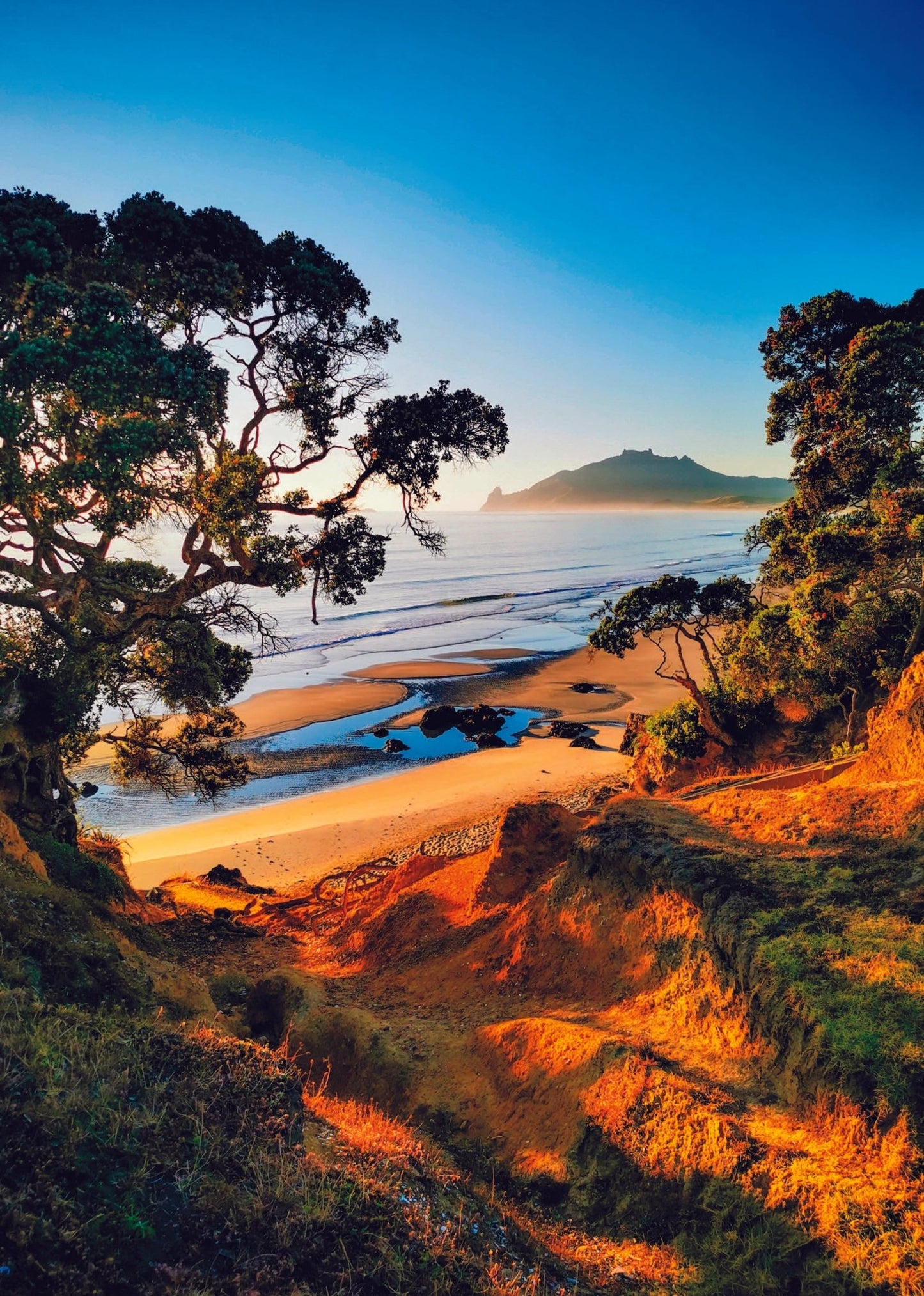 Kauri Mountain colourful portrait - PCK Photography