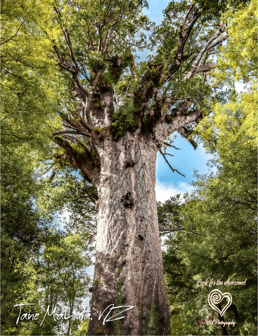 Tane Mahuta - Magnetic Postcard - PCK Photography