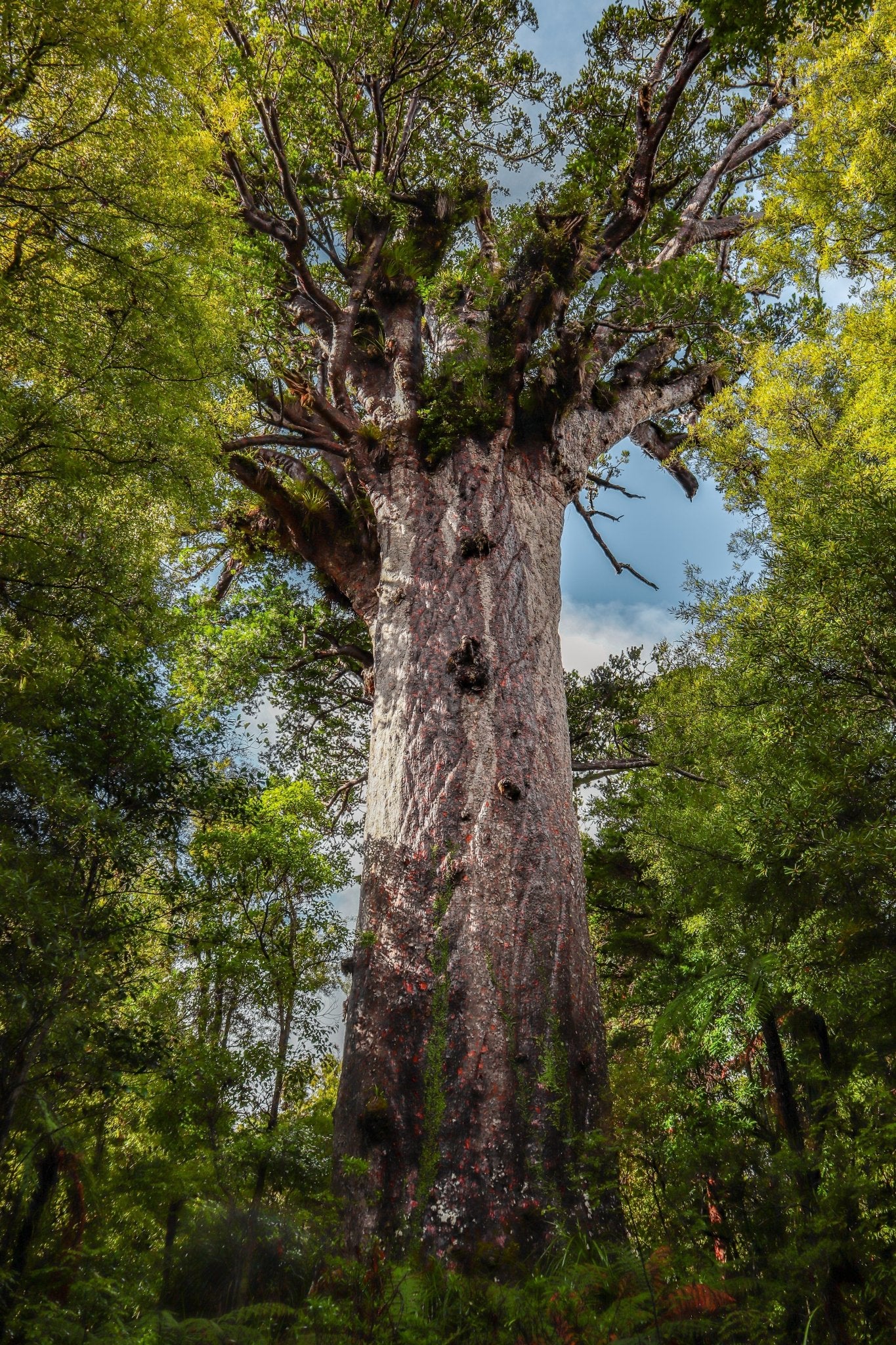 Tane Mahuta Portrait - PCK Photography