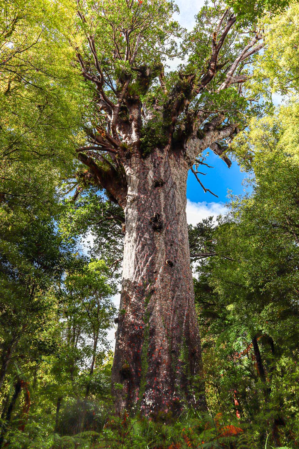 Tane Mahuta Puzzle 40cm x 28cm - PCK Photography